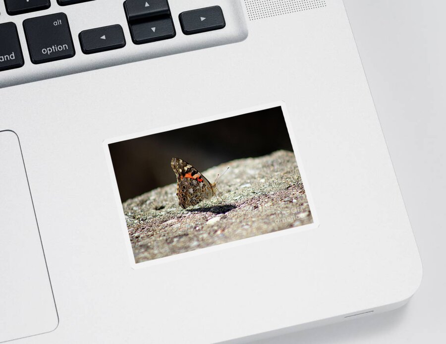 Painted Lady Butterfly Sticker featuring the photograph Painted Lady Butterfly Dark and Light by Karen Adams
