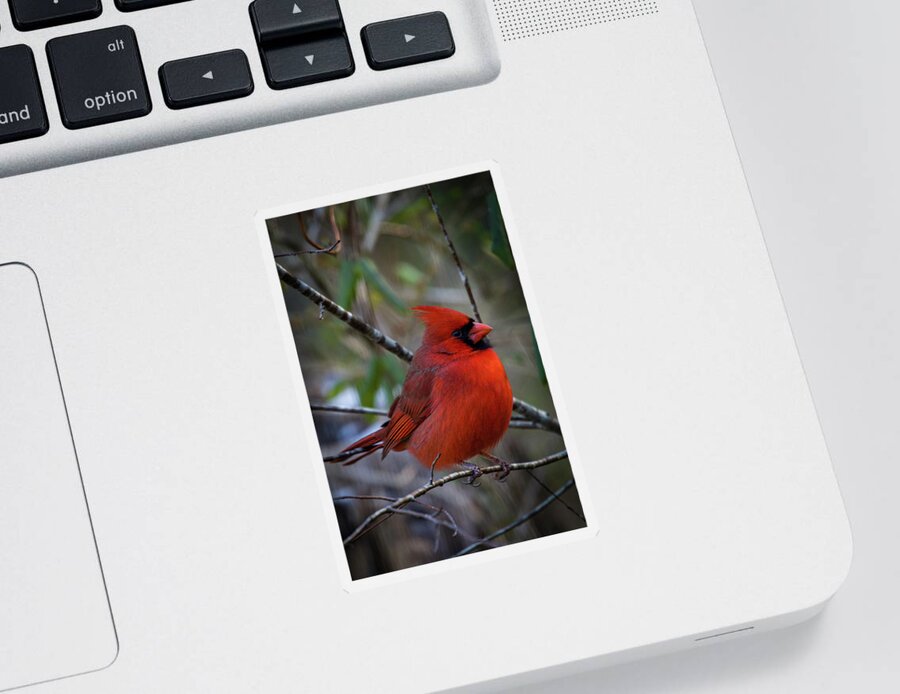 Birds Sticker featuring the photograph Papa Cardinal by Robert J Wagner