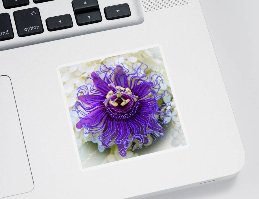 Flowers Sticker featuring the photograph Passiflora Incarnata by Venetia Featherstone-Witty