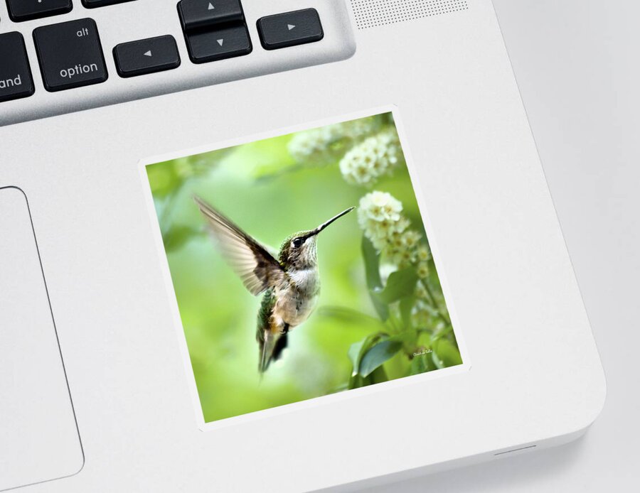 Hummingbirds Sticker featuring the photograph Peaceful Love Hummingbird Square by Christina Rollo
