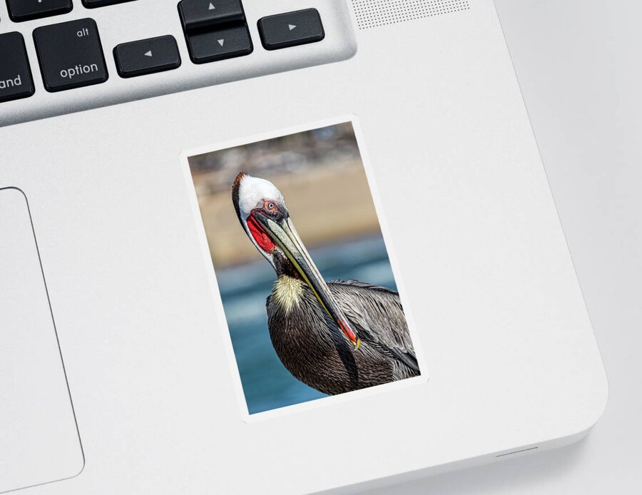 Pelican Sticker featuring the photograph Pelican Pose by Kelley King