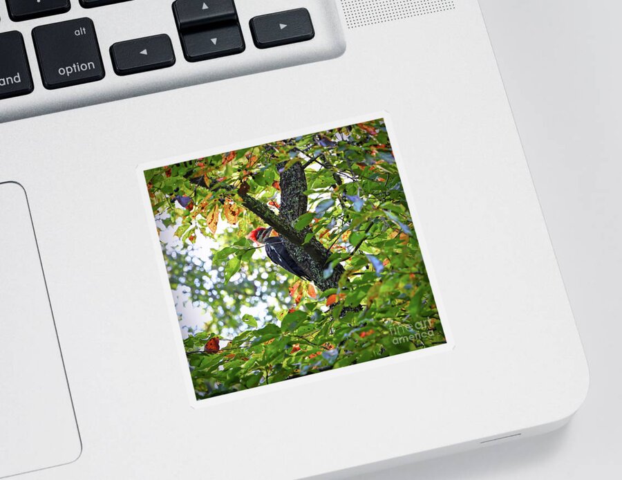 Pileated Woodpecker Sticker featuring the photograph Pileated Woodpecker by Kerri Farley