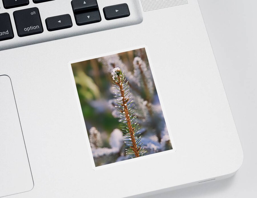 Pine Sticker featuring the photograph Pine tree tip I by Steven Ralser
