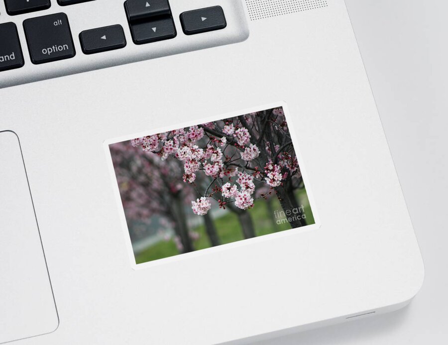 Misty Sticker featuring the photograph Pink Blossoms in Foreground at Reagan Library 2 by Colleen Cornelius