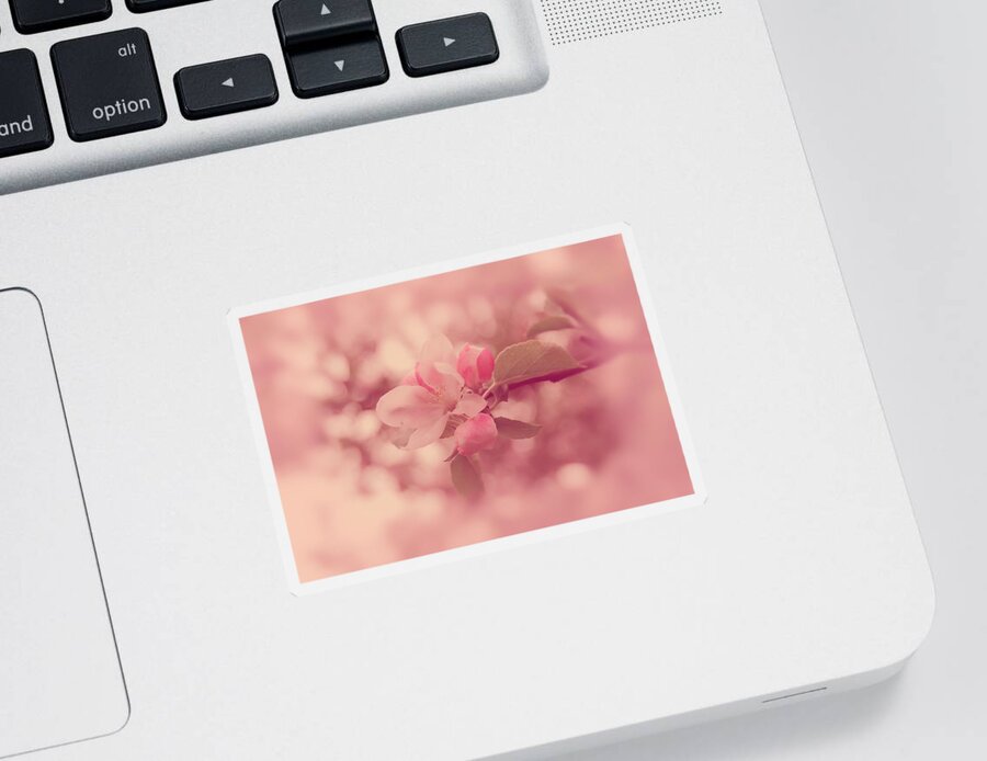 Pink Sticker featuring the photograph Pink Cherry Blossom by Angie Tirado