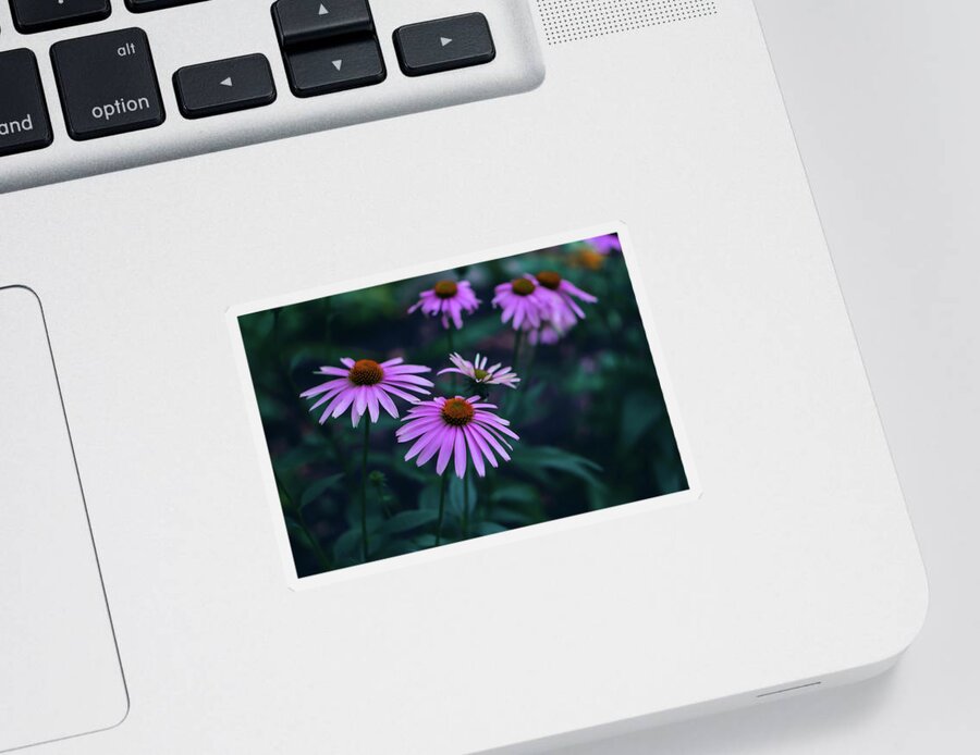 Pink Sticker featuring the photograph Pink Echinacea by Jason Fink