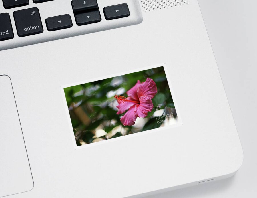 Beautiful Sticker featuring the photograph Pink Hibiscus Flower by Pablo Avanzini