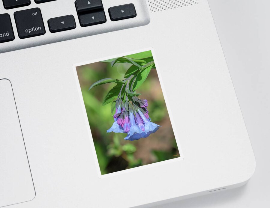 Borage Family Sticker featuring the photograph Pink Virginia Bluebells or Virginia Cowslip DFL0963 by Gerry Gantt