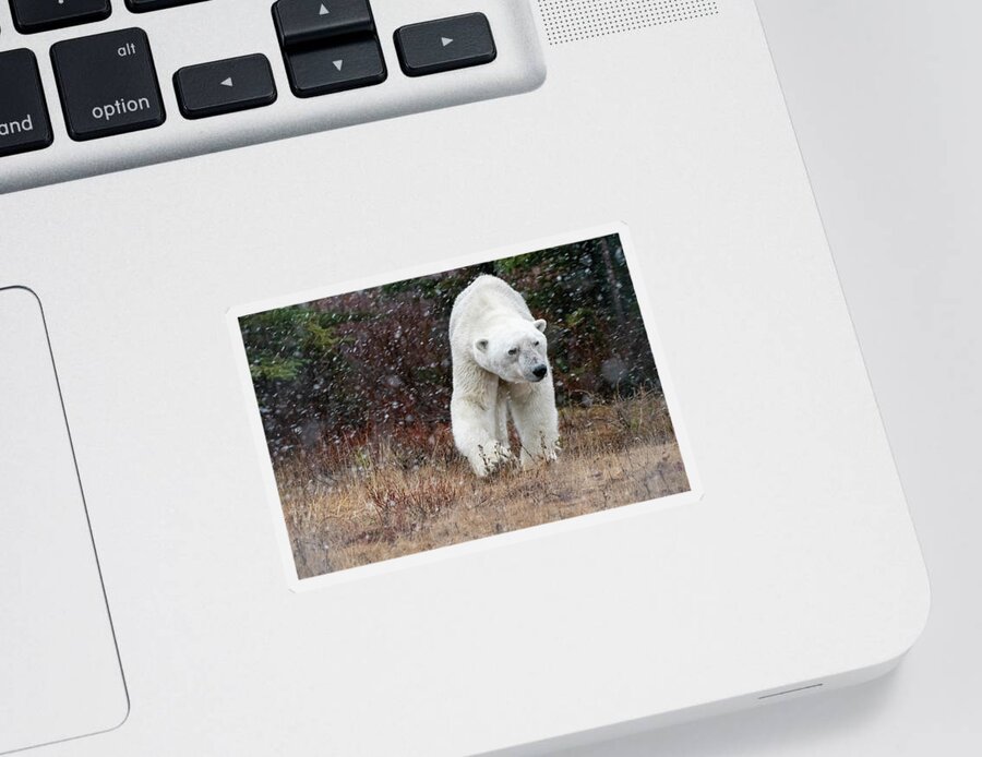 Bear Sticker featuring the photograph Polar Bear Eye Contact by Mark Hunter