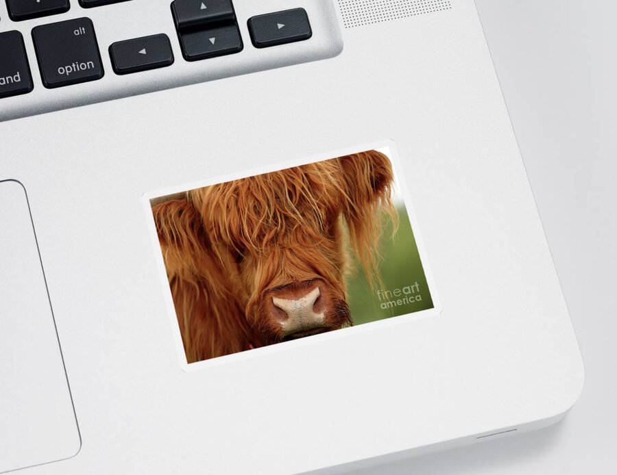 Highland Cow Sticker featuring the photograph Portrait of a Highland Cow by Maria Gaellman