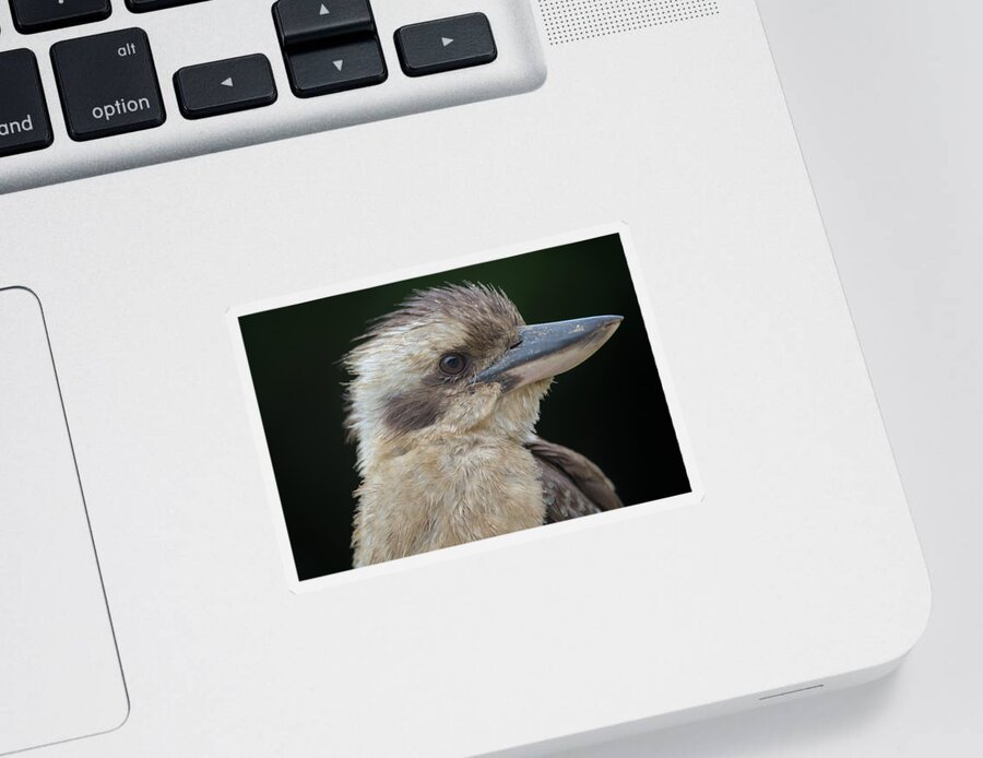 Kookaburra Sticker featuring the photograph Portrait of a Kookaburra by Nicolas Lombard