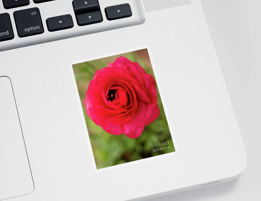Color Sticker featuring the photograph Portrait Of Ranunculus by Dorothy Lee