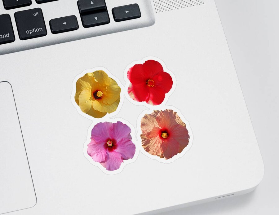 Hibiscus Blooms Sticker featuring the photograph Power Flower by Charles Stuart