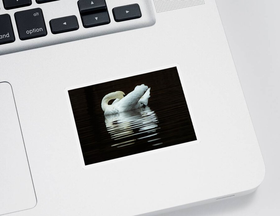 Swan Sticker featuring the photograph Preening Mute Swan by Mary Ann Artz