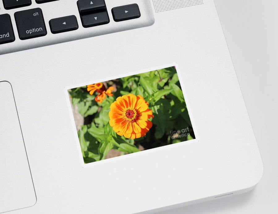 Pretty In Orange Sticker featuring the photograph Pretty In Orange by Barbra Telfer