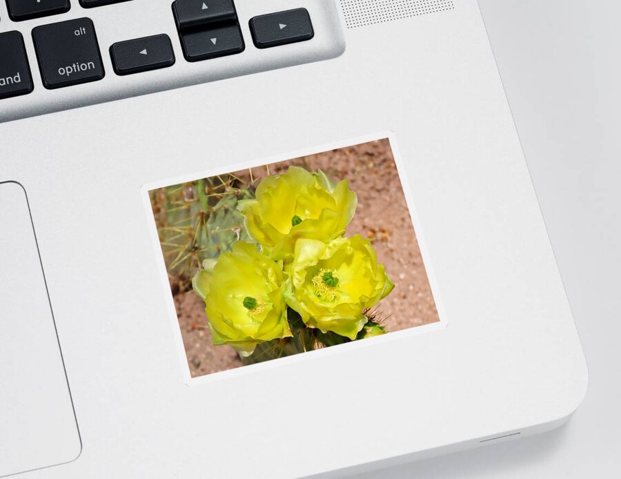 Arizona Sticker featuring the photograph Prickly Pear Cactus Trio Bloom by Judy Kennedy