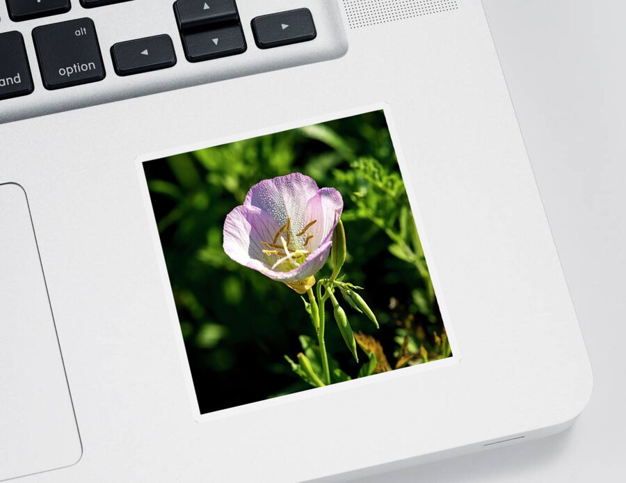 Pink Sticker featuring the photograph Primrose Dew by David Morefield