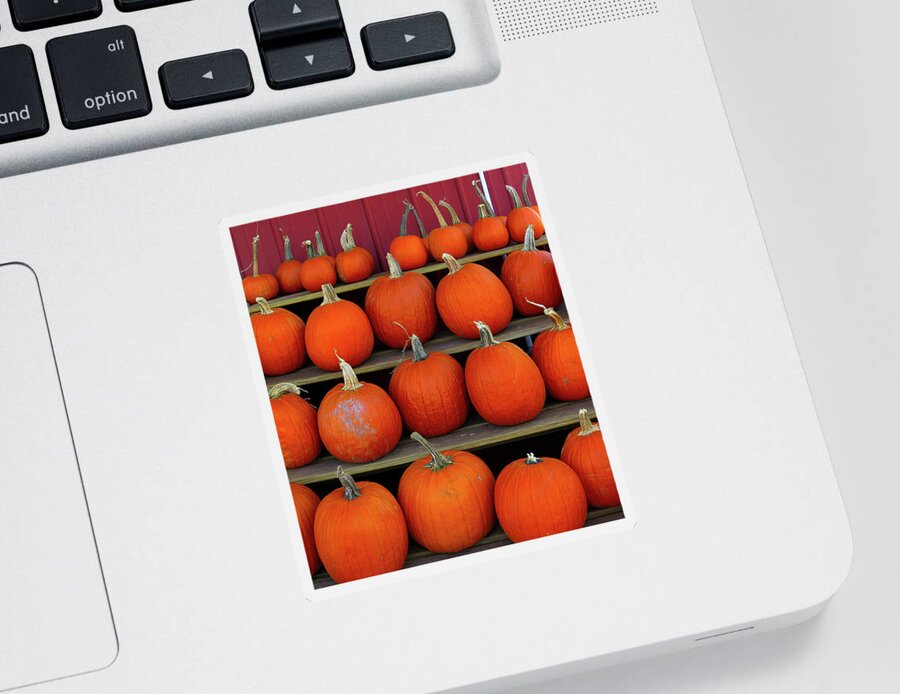 Pumpkins Sticker featuring the photograph Pumpkins in a Row by Linda Stern