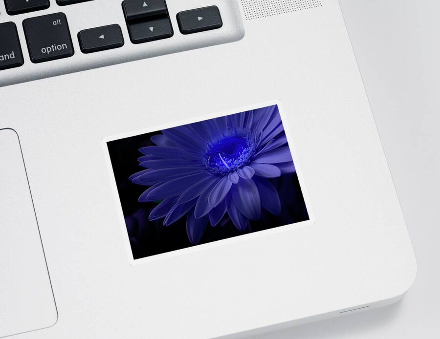 Flower Sticker featuring the photograph Purple Gerbera by Lily Malor