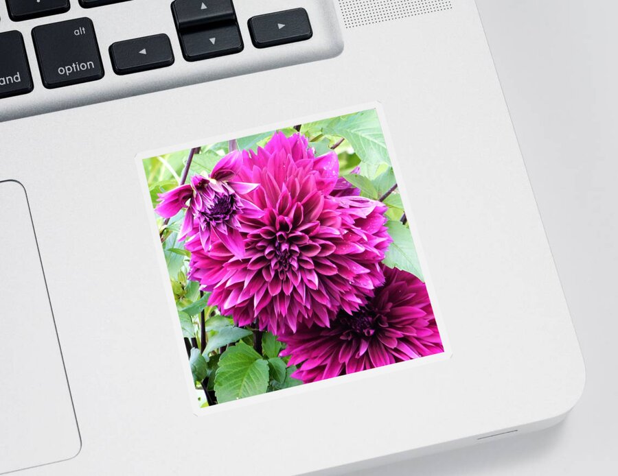 - Purple/pink Dahlia Sticker featuring the photograph - Purple/Pink Dahlia - by THERESA Nye