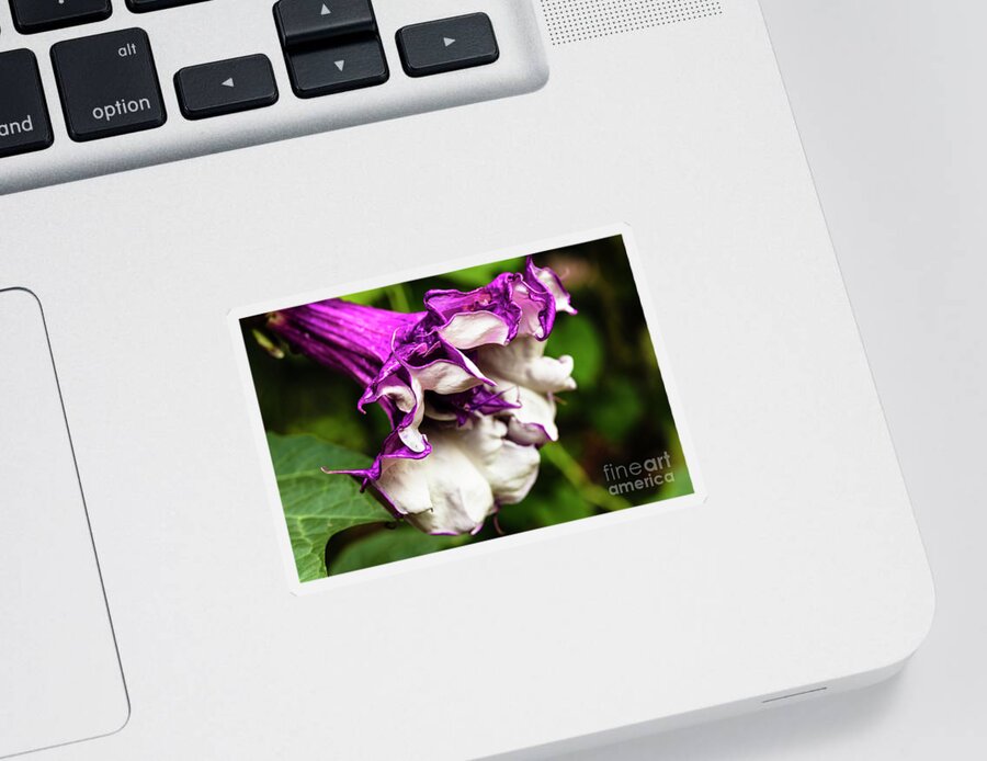 Brugmansia Sticker featuring the photograph Purple Trumpet Flower by Raul Rodriguez