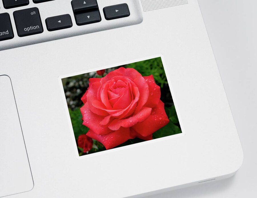 Rose Sticker featuring the photograph Raindrops on a Rose by Rose Guinther