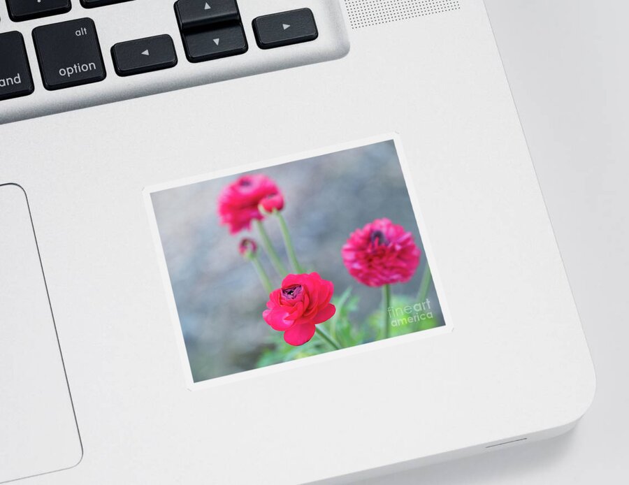 Color Sticker featuring the photograph Ranunculus Blue Dreams 5 by Dorothy Lee