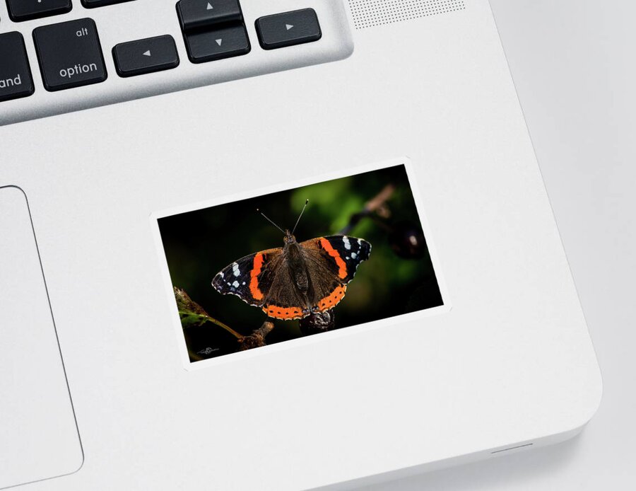 Red Admiral Butterfly Sticker featuring the photograph Red Admiral Butterfly in the cherry tree by Torbjorn Swenelius