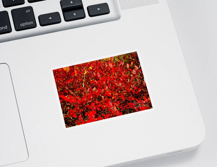 Red Daze Sticker featuring the photograph Red Daze by Barbra Telfer