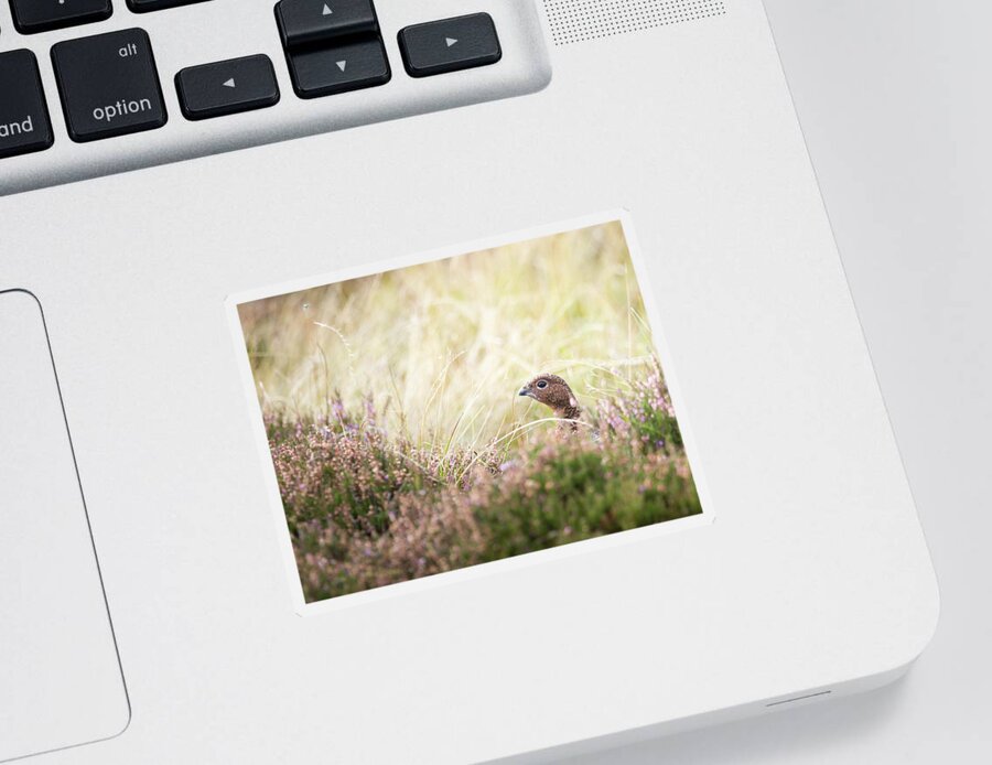 Female Red Grouse Sticker featuring the photograph Red Grouse by Anita Nicholson