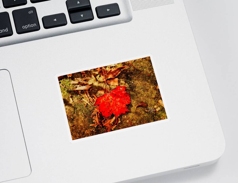 Fall Sticker featuring the photograph Red Leaf on mossy rock by Meta Gatschenberger