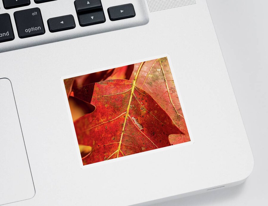 Fall Sticker featuring the photograph Nature Photography - Fall Leaves by Amelia Pearn