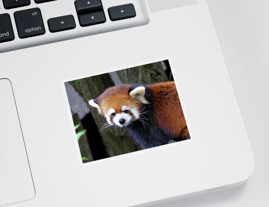 Red Panda Sticker featuring the photograph Red Panda by Lyuba Filatova