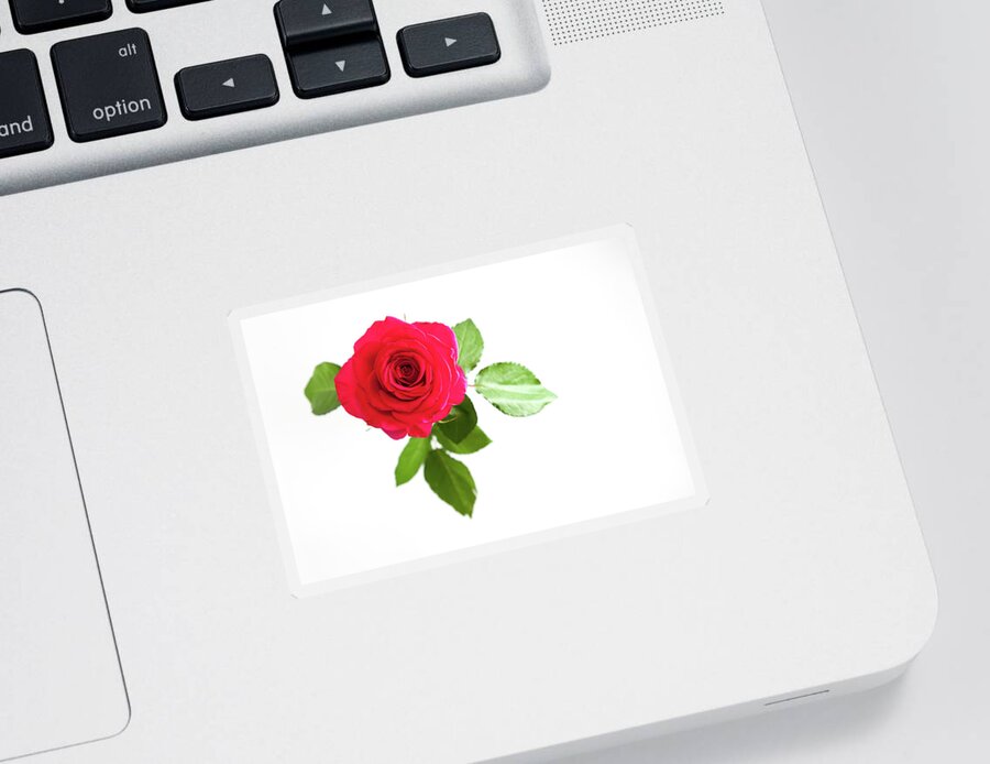 Red Rose Sticker featuring the photograph Red Rose White Background by Helen Jackson