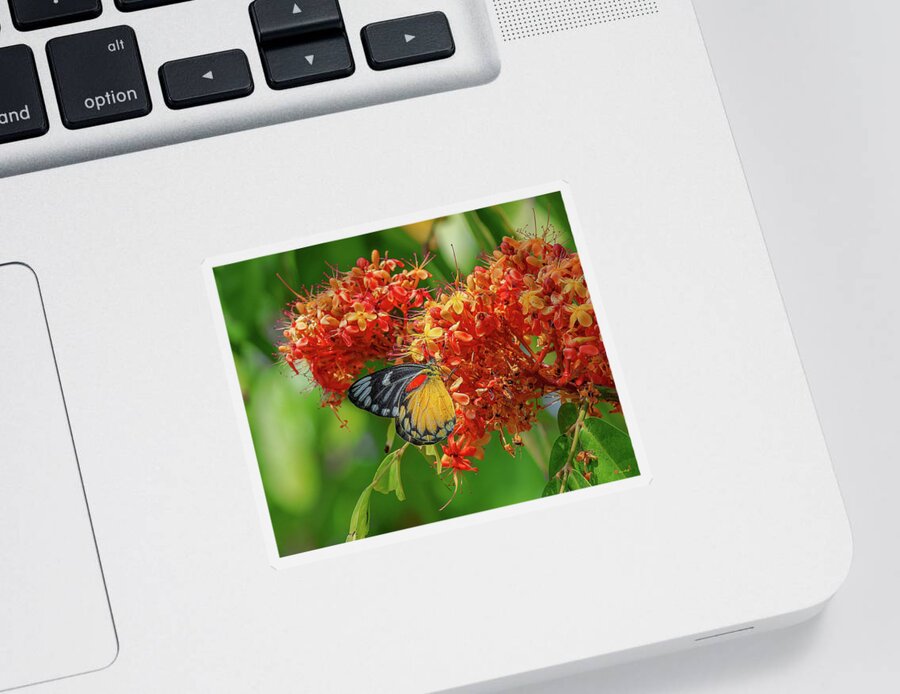 Nature Sticker featuring the photograph Red-spot Jezebel Butterfly DTHN0235 by Gerry Gantt