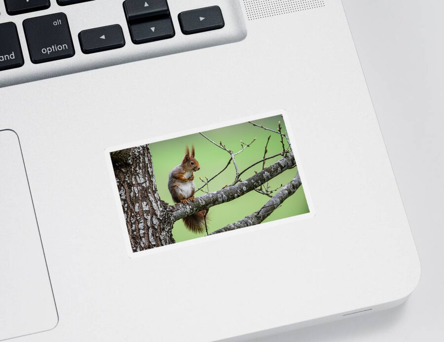 Red Squirrel Sticker featuring the photograph Red Squirrel On An Oak Branch by Torbjorn Swenelius