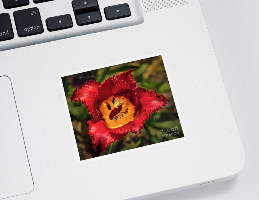Tulip Sticker featuring the photograph Red tulip by Lyl Dil Creations