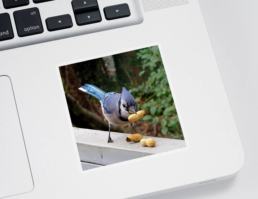 Blue Jay Sticker featuring the photograph Relax... I Got This. by Linda Stern