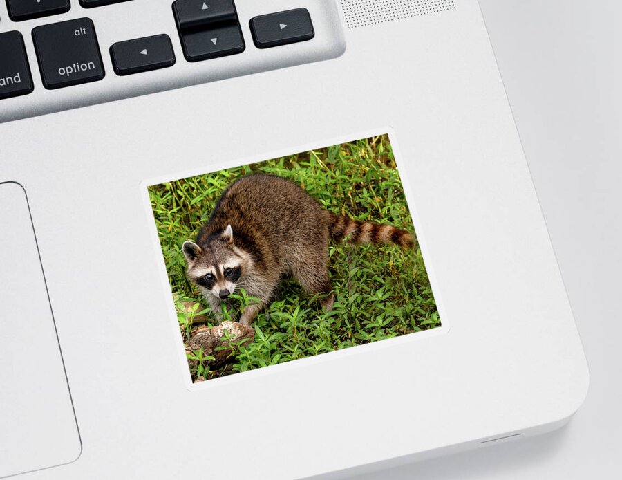 Racoon Sticker featuring the photograph Renegade Raccoon by Marcy Wielfaert