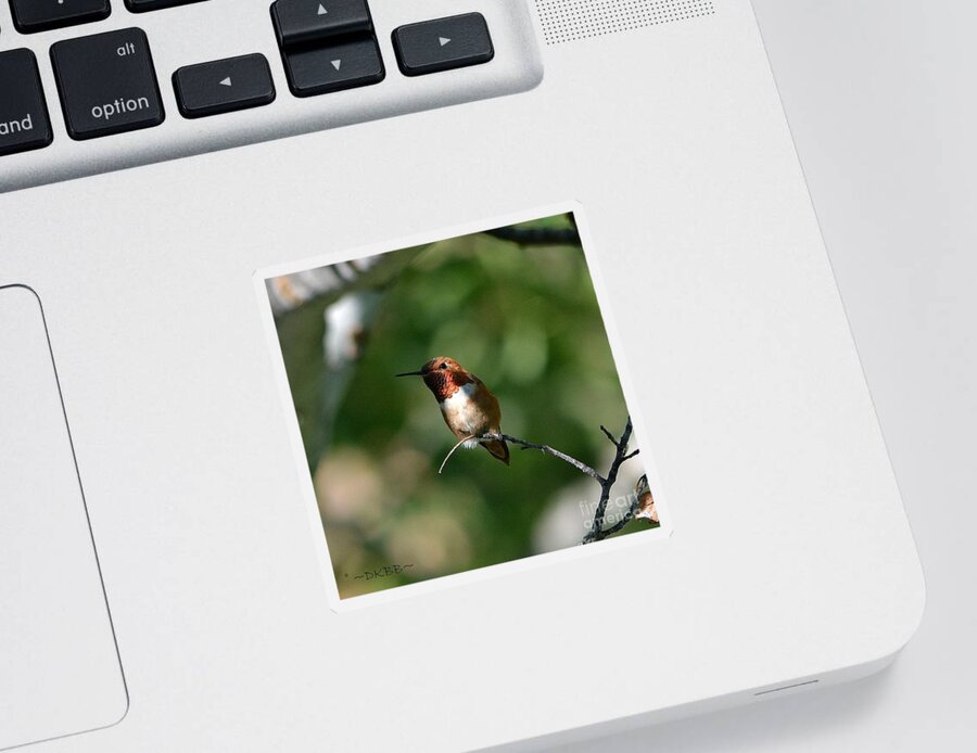 Hummingbird Sticker featuring the photograph Resting Rufous by Dorrene BrownButterfield