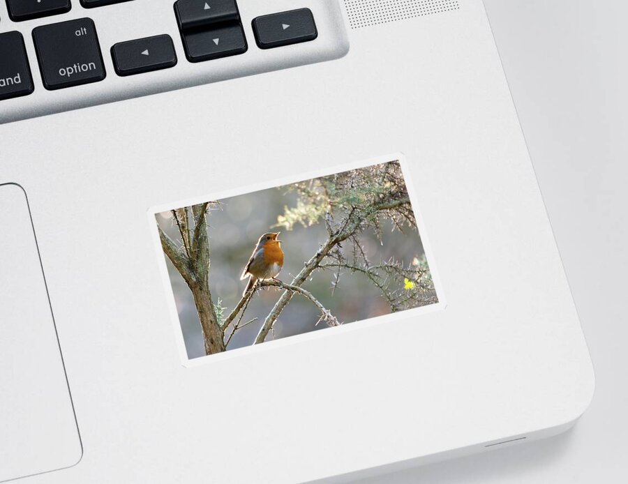 Animal Sticker featuring the photograph Robin singing in a tree by Scott Lyons