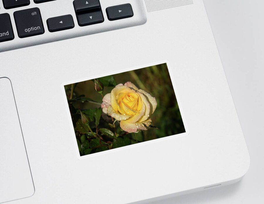 Georgia Mizuleva Sticker featuring the photograph Rose and Rain - a Gleaming Fragrant Blend of Yellow and Pink by Georgia Mizuleva