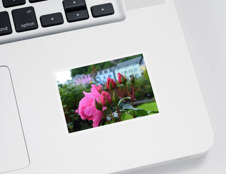 Rose Sticker featuring the photograph Roses in Portree by Bonny Puckett