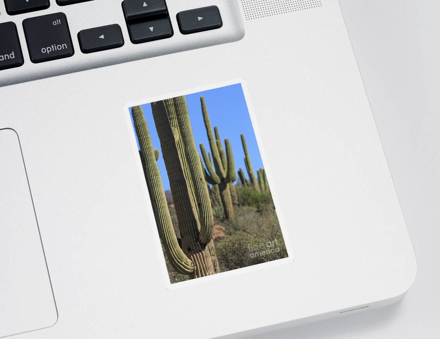 Saguro Sticker featuring the photograph Saguaro Cactus in the Arizona Desert by Edward Fielding