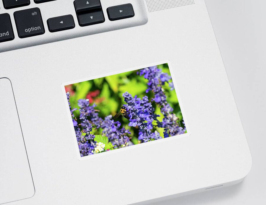 Bumblebee Sticker featuring the photograph Salvia With Bumblebee by Jennifer White