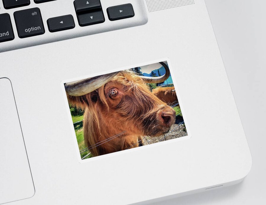 Animal Sticker featuring the photograph Scottish highland cow portrait by Lyl Dil Creations
