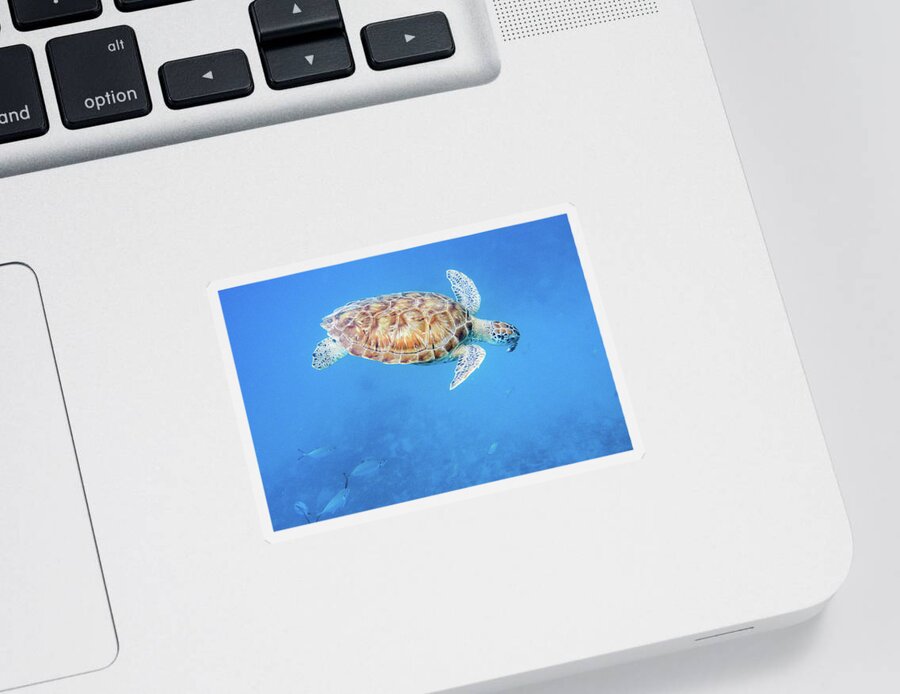 Turtle Sticker featuring the photograph Sea Turtle and fish swimming by Mark Hunter