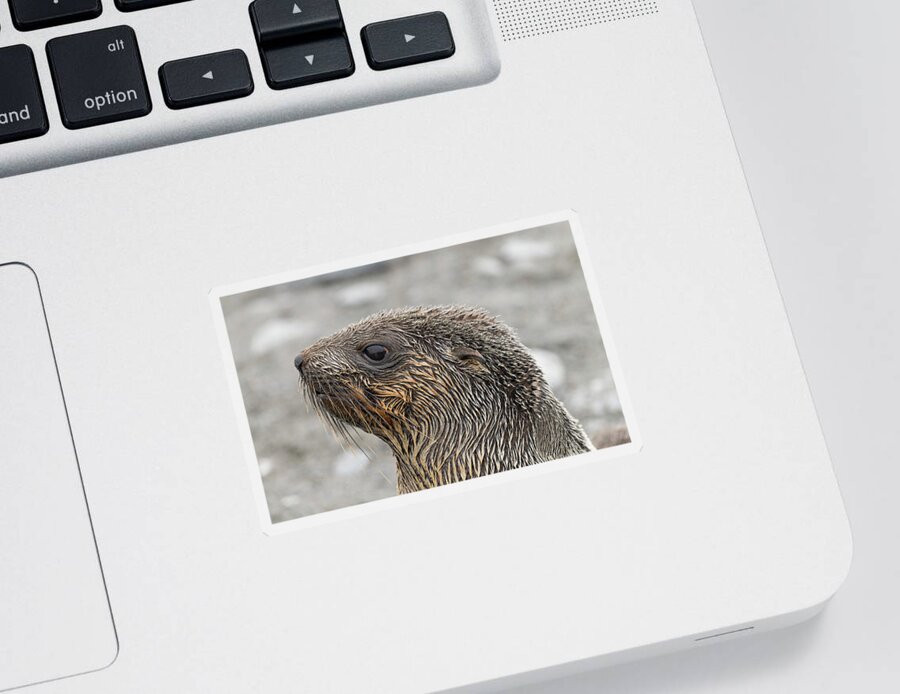 Seal Sticker featuring the photograph Seal of Approval by Alex Lapidus