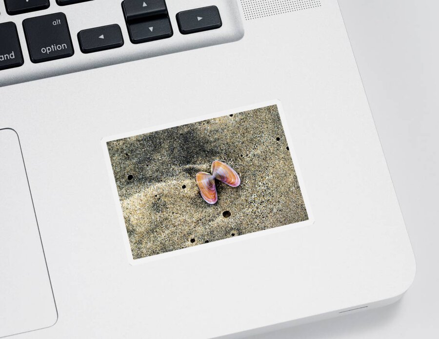 Sea Shell Sticker featuring the photograph Landscape Photography - Beaches by Amelia Pearn