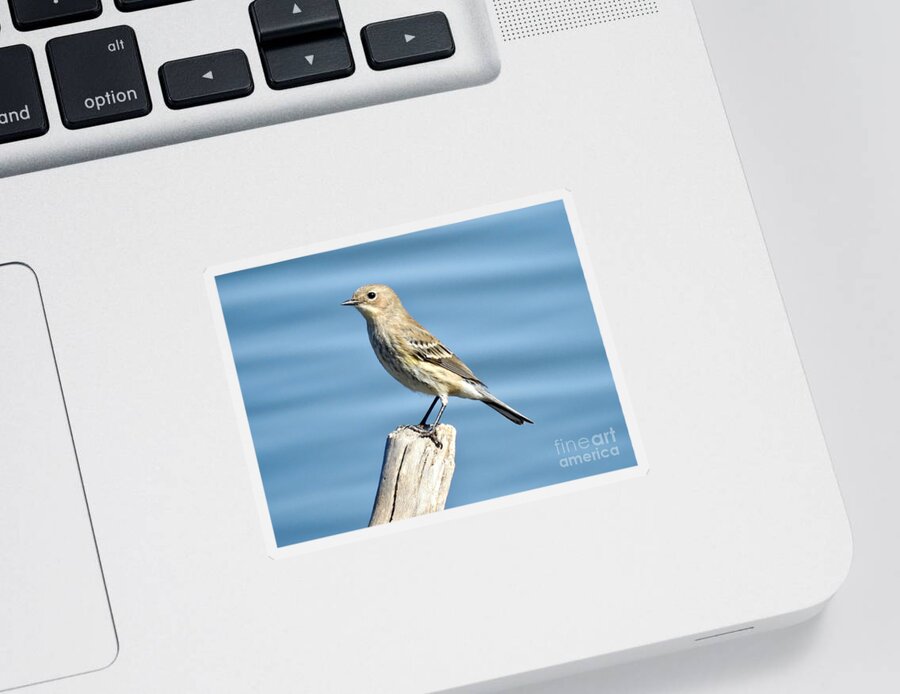 Sparrow Sticker featuring the photograph Seaside Sparrow by Beth Myer Photography